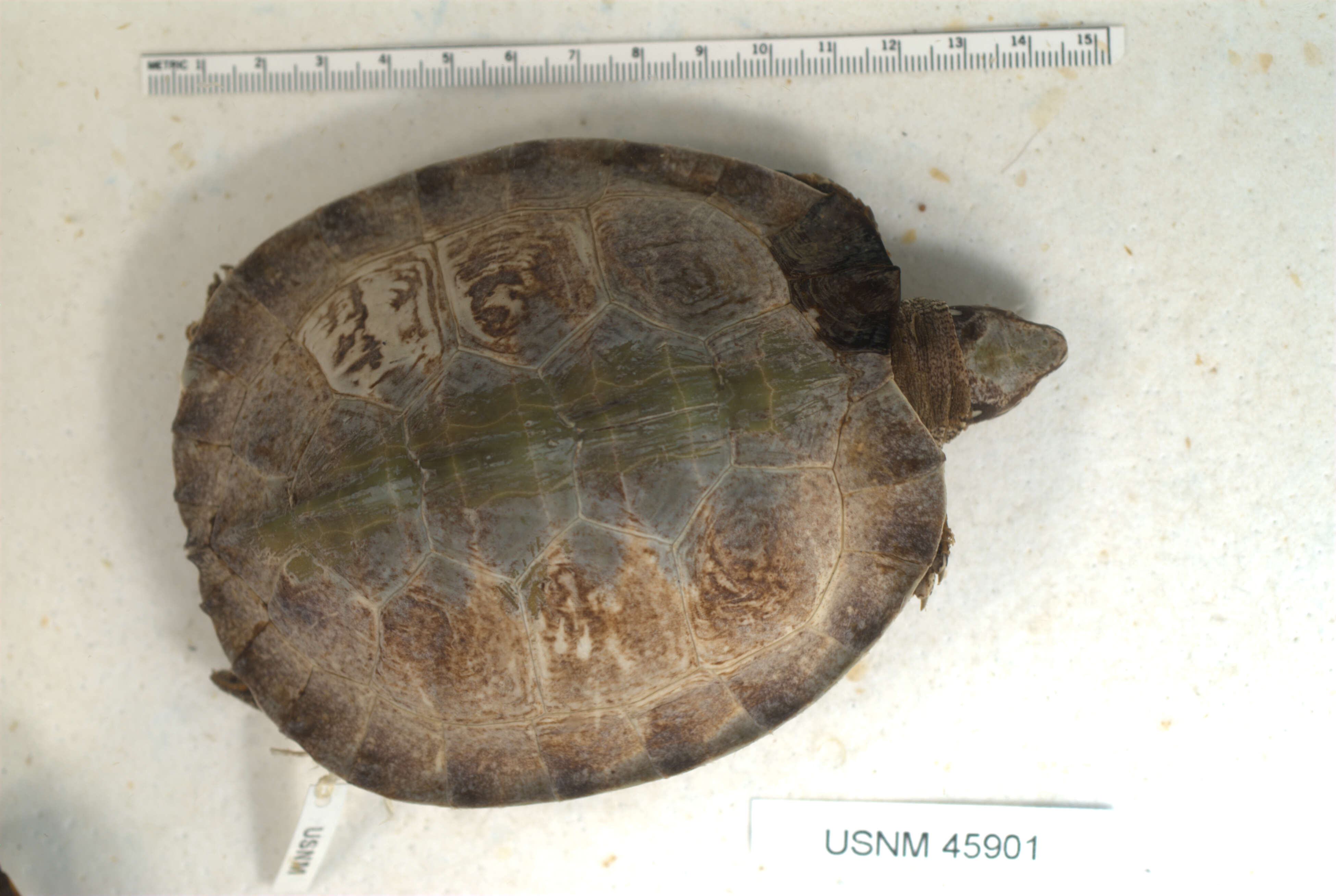 Image of Black River Turtle
