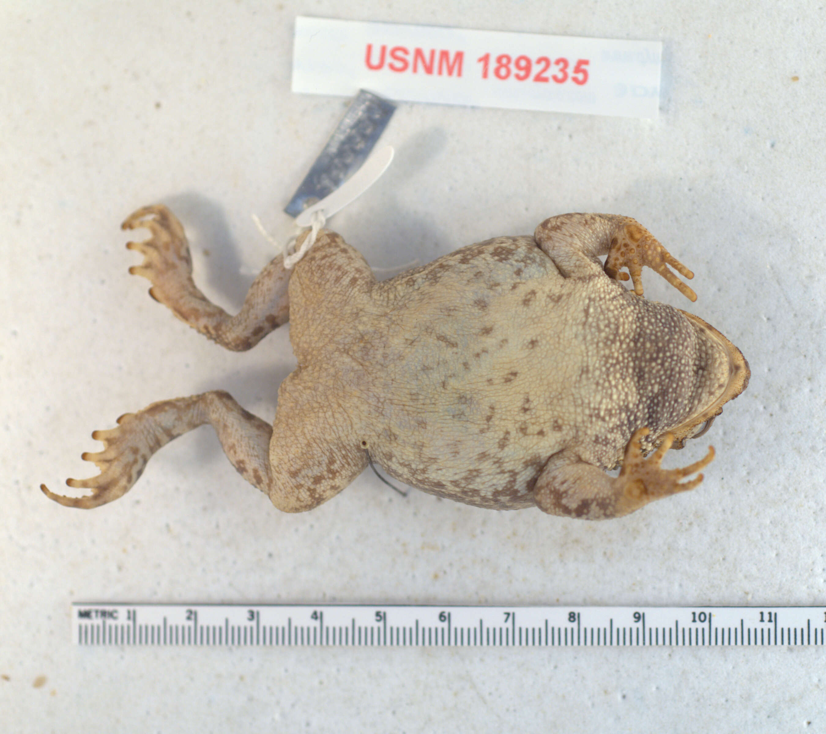 Image of Southern Hispaniola Crested Toad