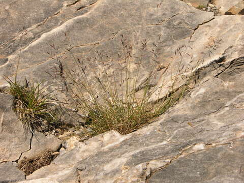 Image of Festuca varia Haenke