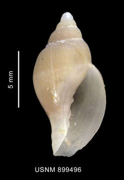 Image of Paradmete fragillima (R. B. Watson 1882)