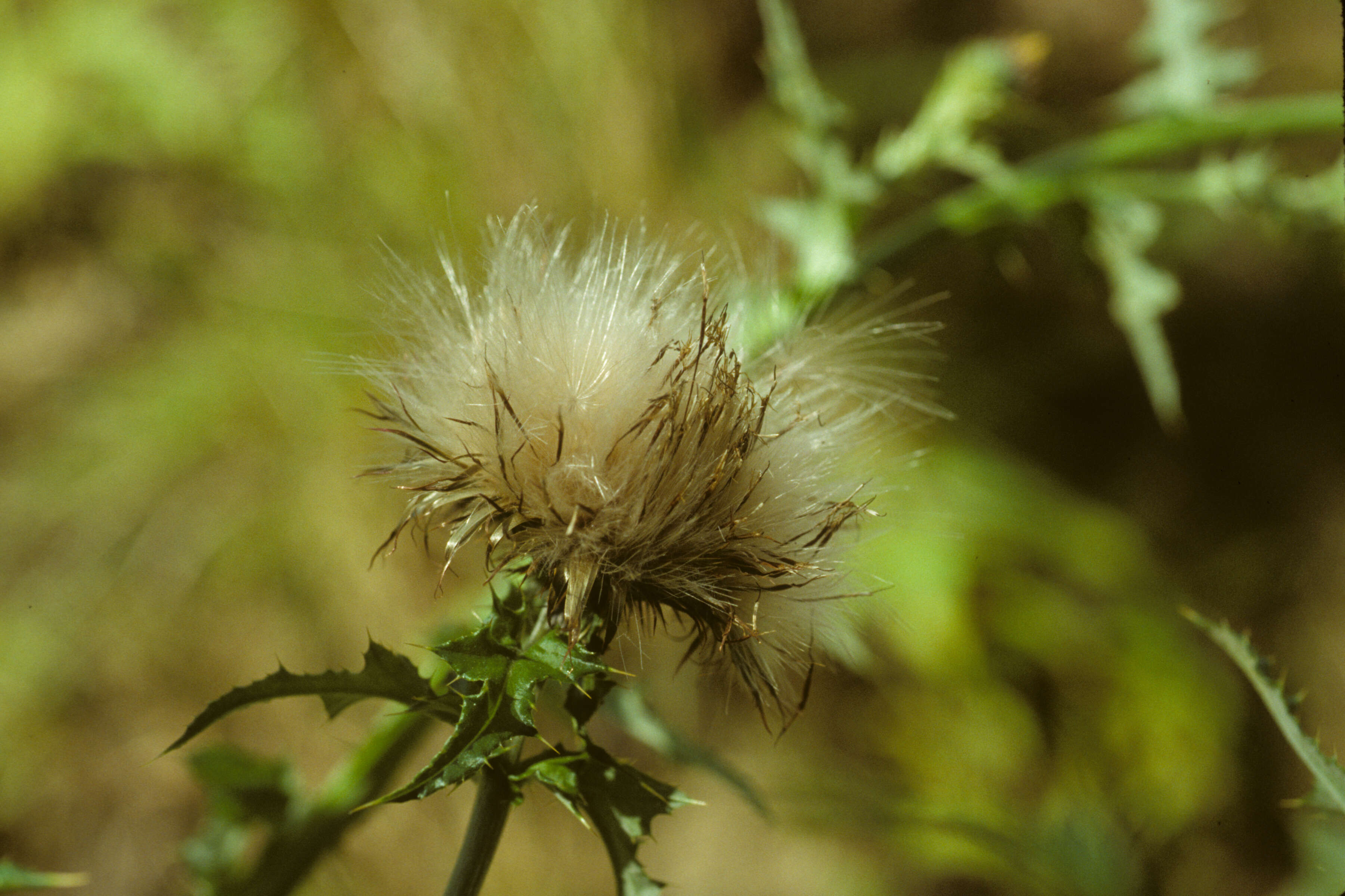 Plancia ëd Cirsium mexicanum DC.