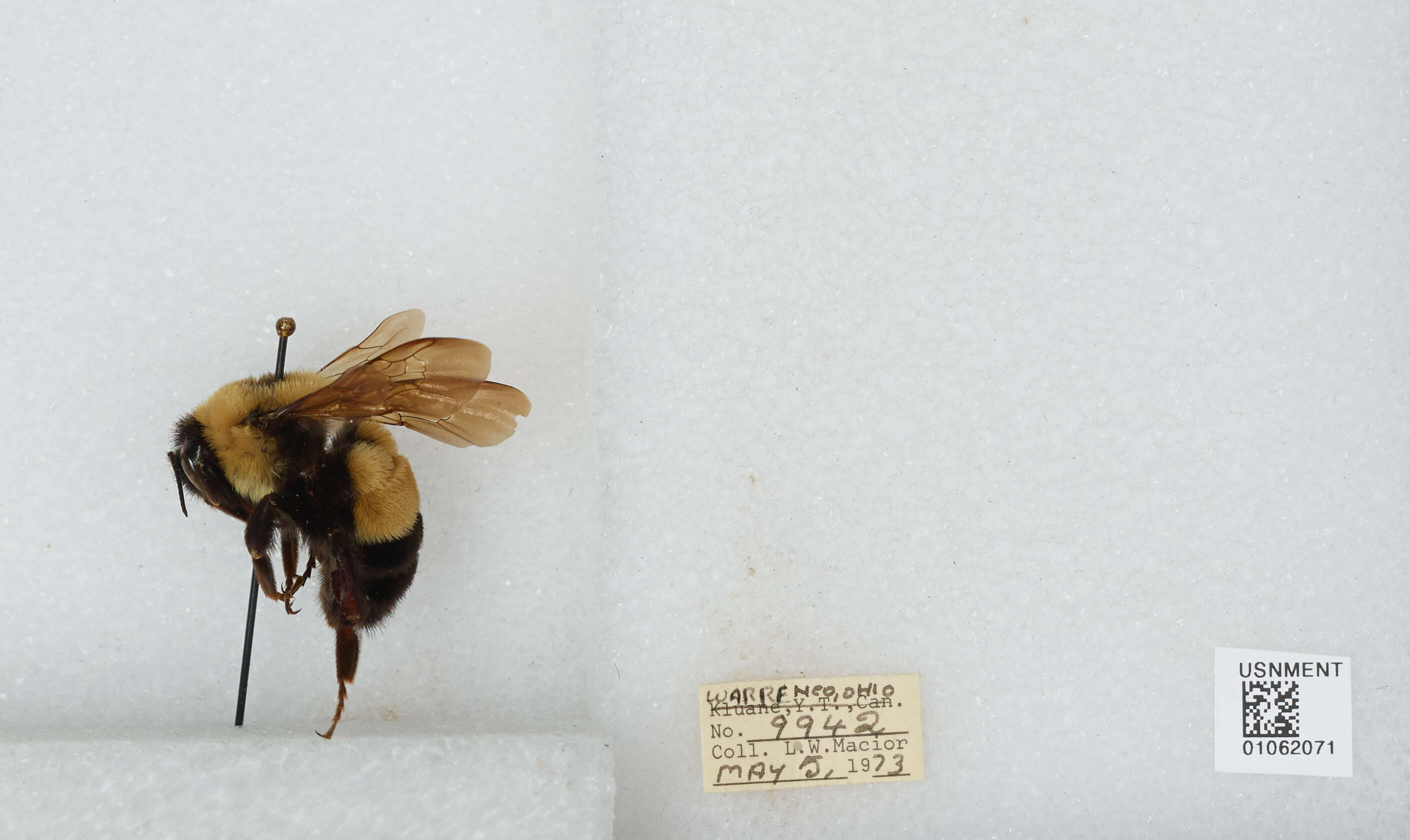 Слика од Bombus affinis Cresson 1864