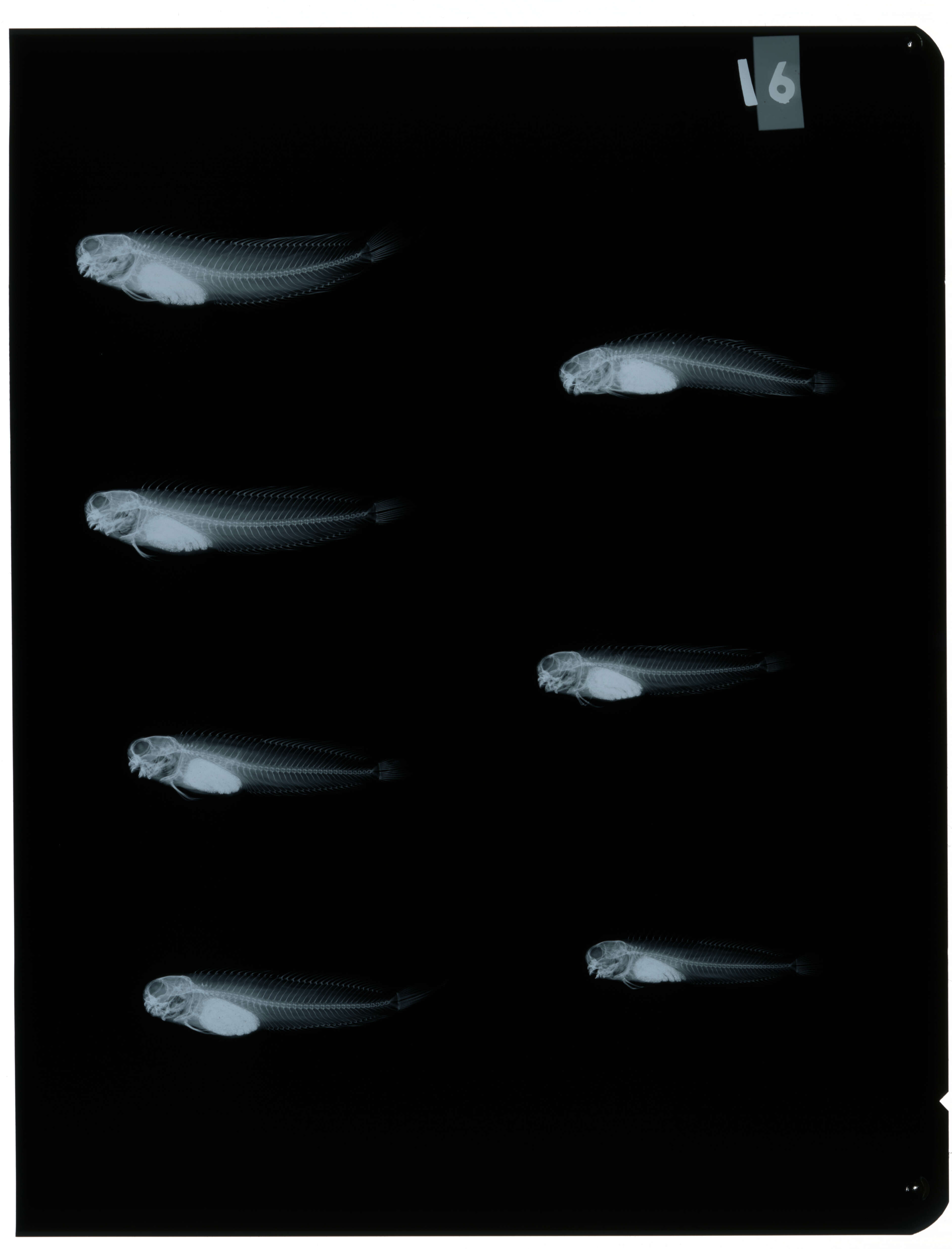 Image of Istiblennius edentulus (Forster & Schneider 1801)