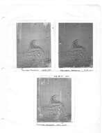 Image of Phascolosoma (Phascolosoma) perlucens Baird 1868