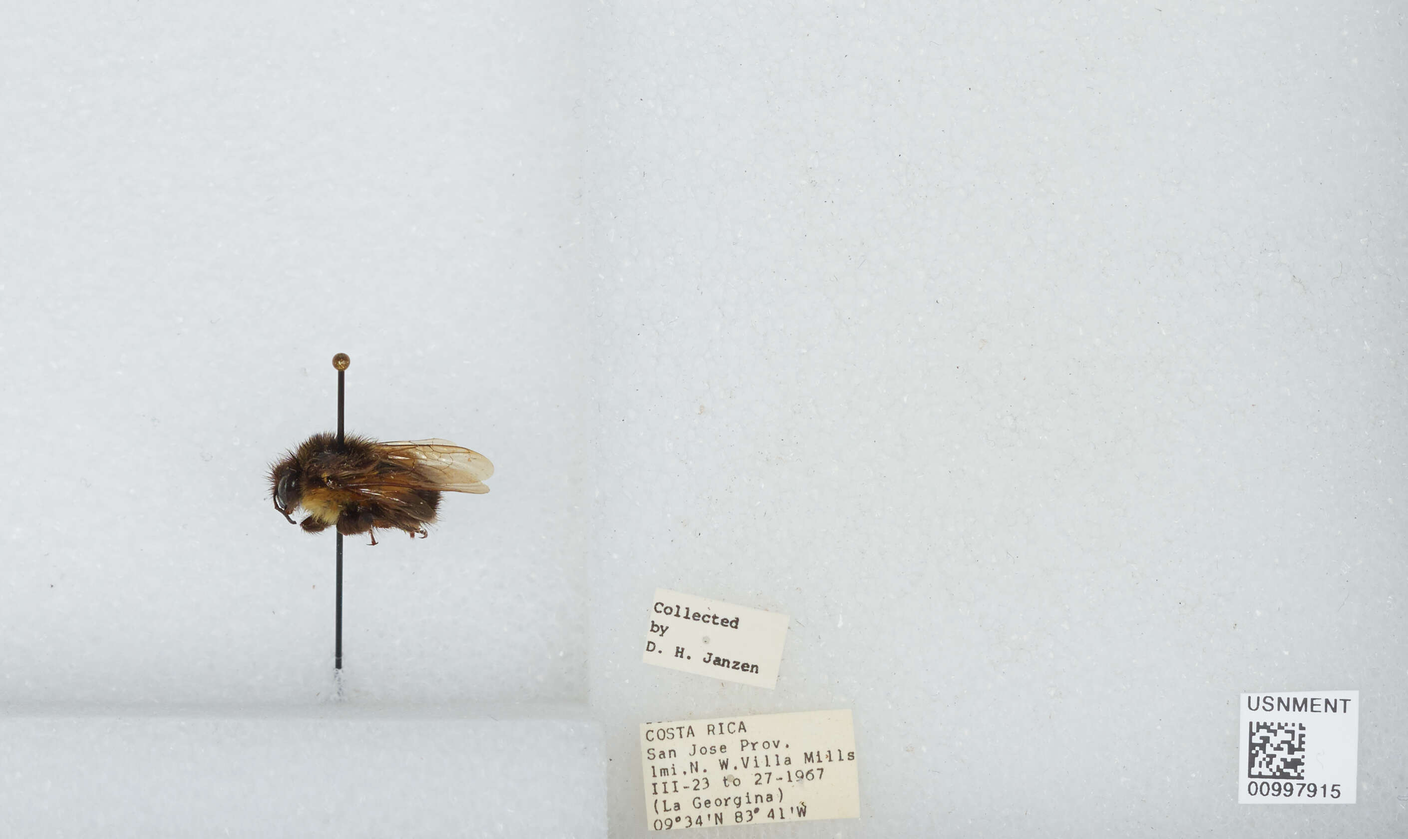 Bombus ephippiatus Say 1837 resmi