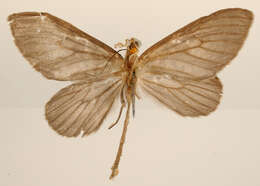 Image of Graphidipus subcaesia Dognin 1912