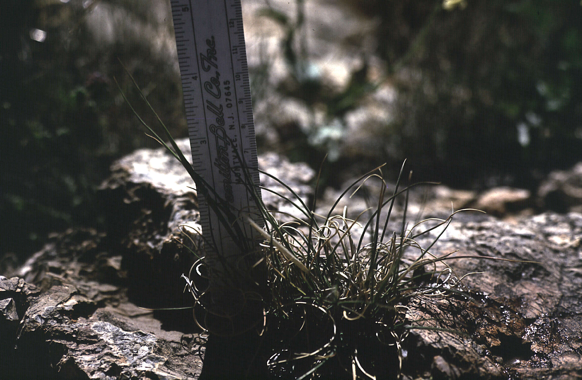 Image of Guadalupe ricegrass
