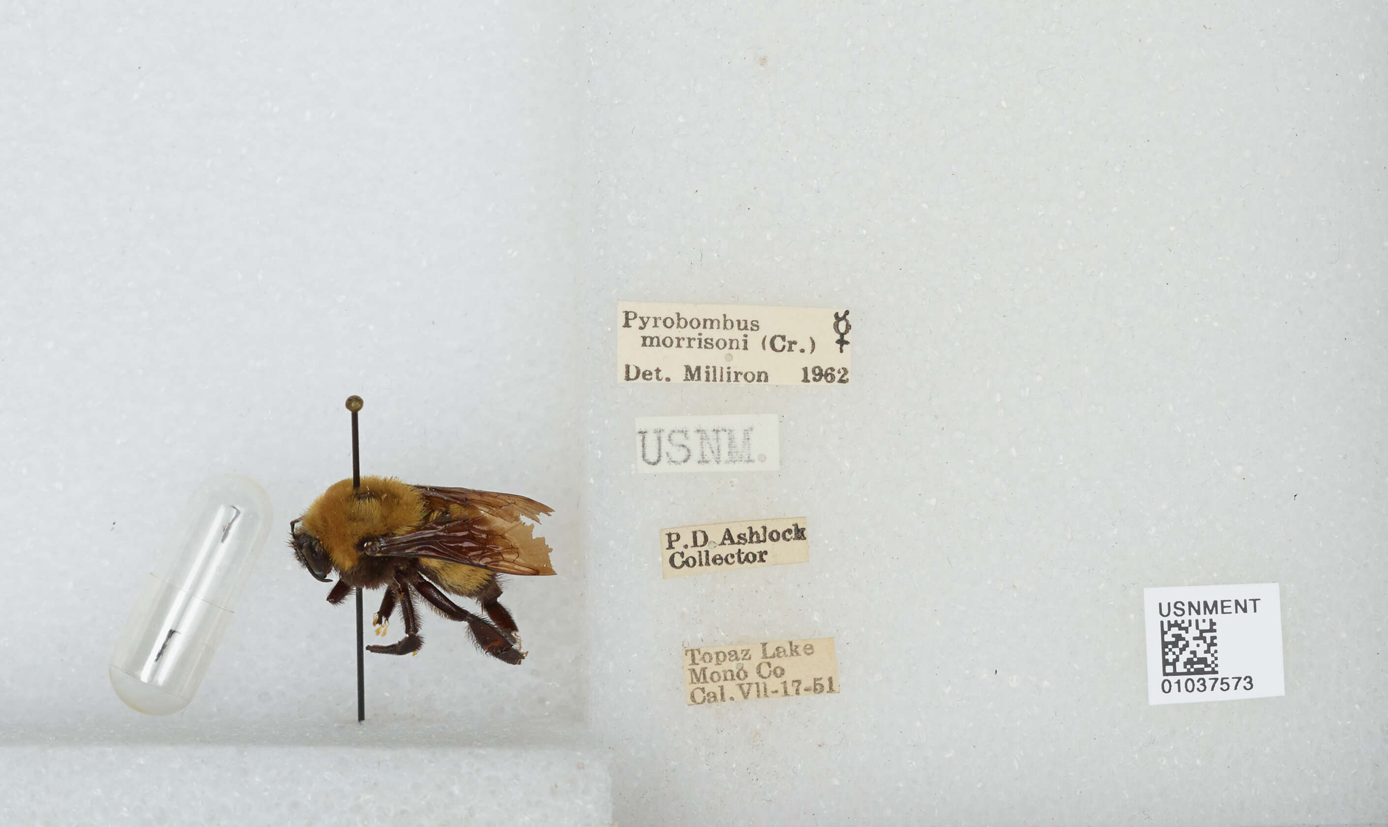 Image of Morrison Bumble Bee