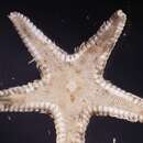 Image of Astropecten Gray 1840