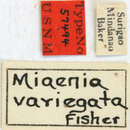 Image de Miaenia variegata Fisher 1925