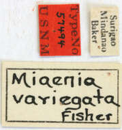 Image of Miaenia variegata Fisher 1925