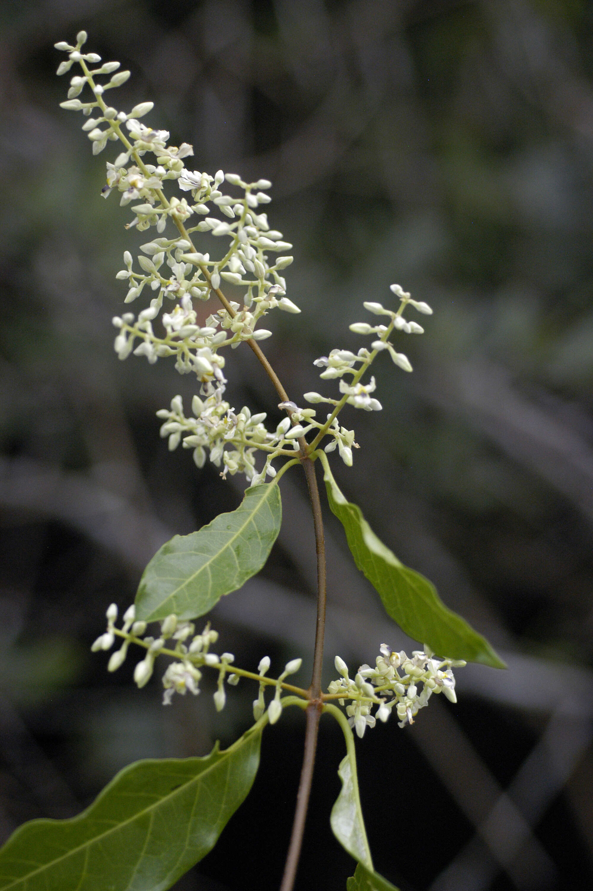 Image of Trigonia spruceana Benth. ex Warm.