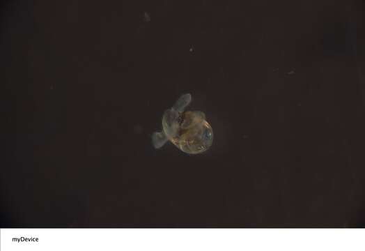 Image of Neritidae
