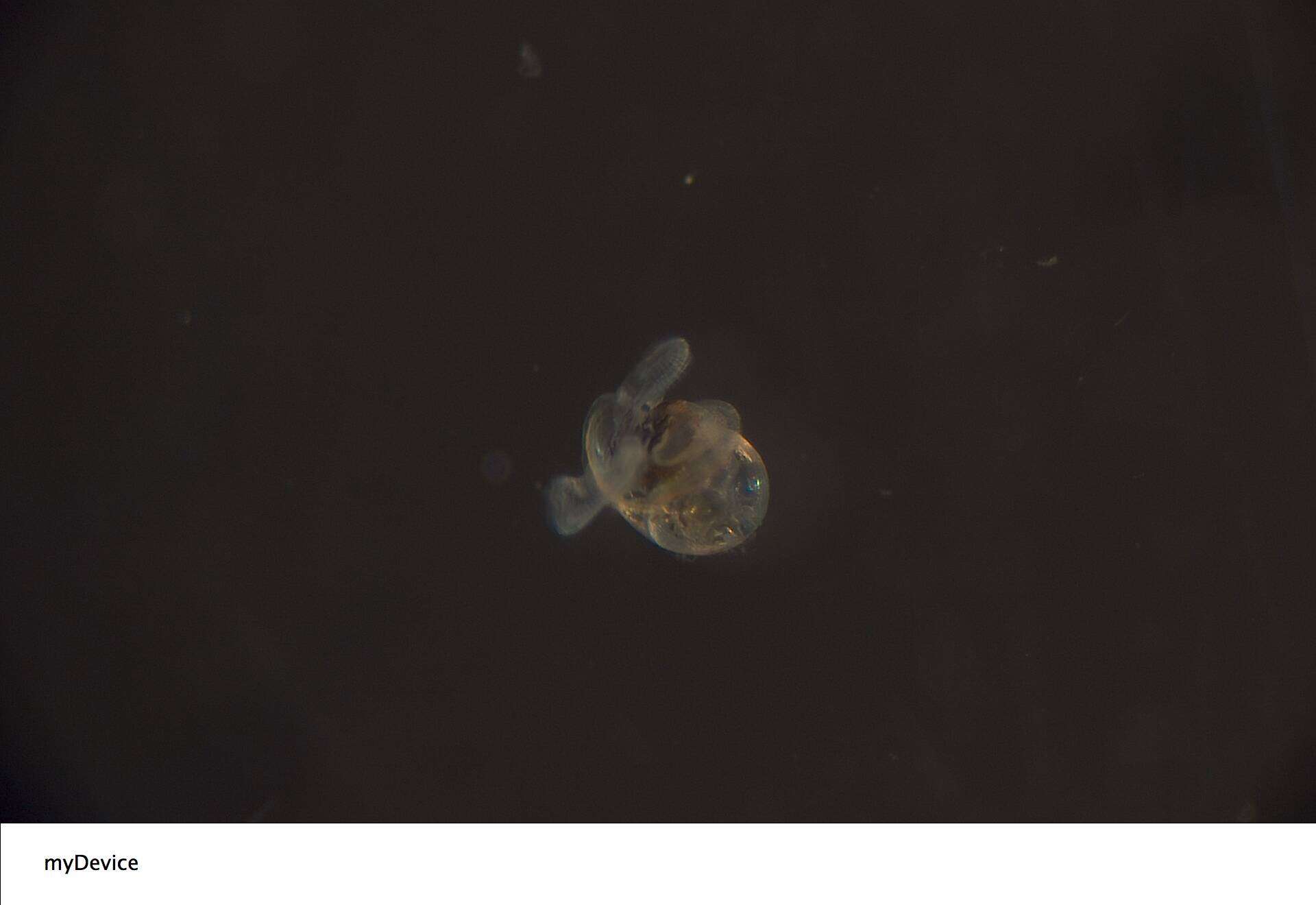 Image of Neritidae