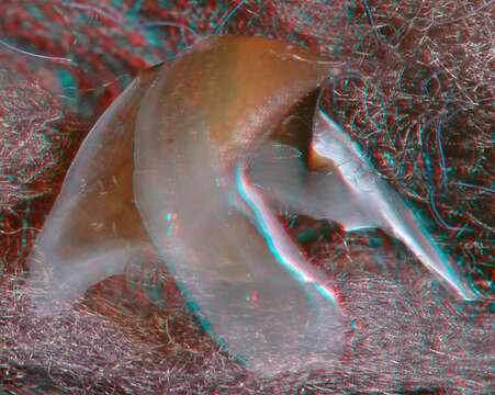 Image of Narrowteuthis Young & Vecchione 2005