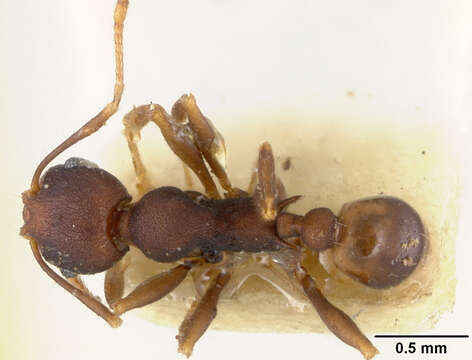 Pheidole caldwelli Mann 1921 resmi