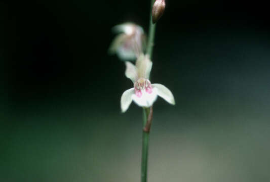 Image de Oeceoclades maculata (Lindl.) Lindl.