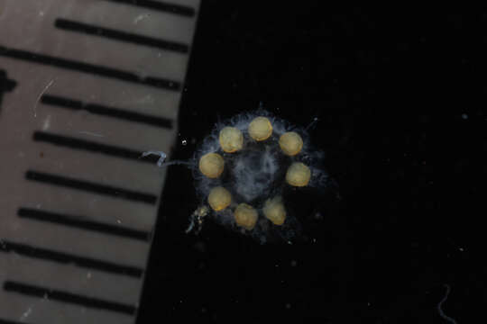 Image of Nausithoe maculata Jarms 1990