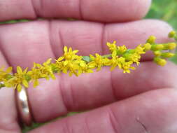 Image of Solidago rugosa var. celtidifolia (Small) Fern.