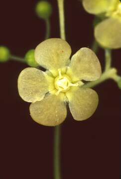 Image of Tontelea cylindrocarpa (A. C. Sm.) A. C. Sm.