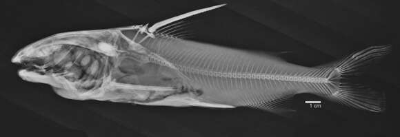 Image of Squirrelheaded catfish