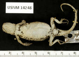 Urosaurus bicarinatus tuberculatus (Schmidt 1921) resmi