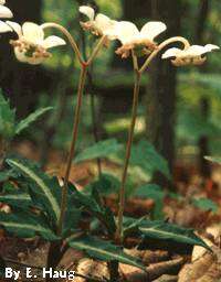 Image of striped prince's pine