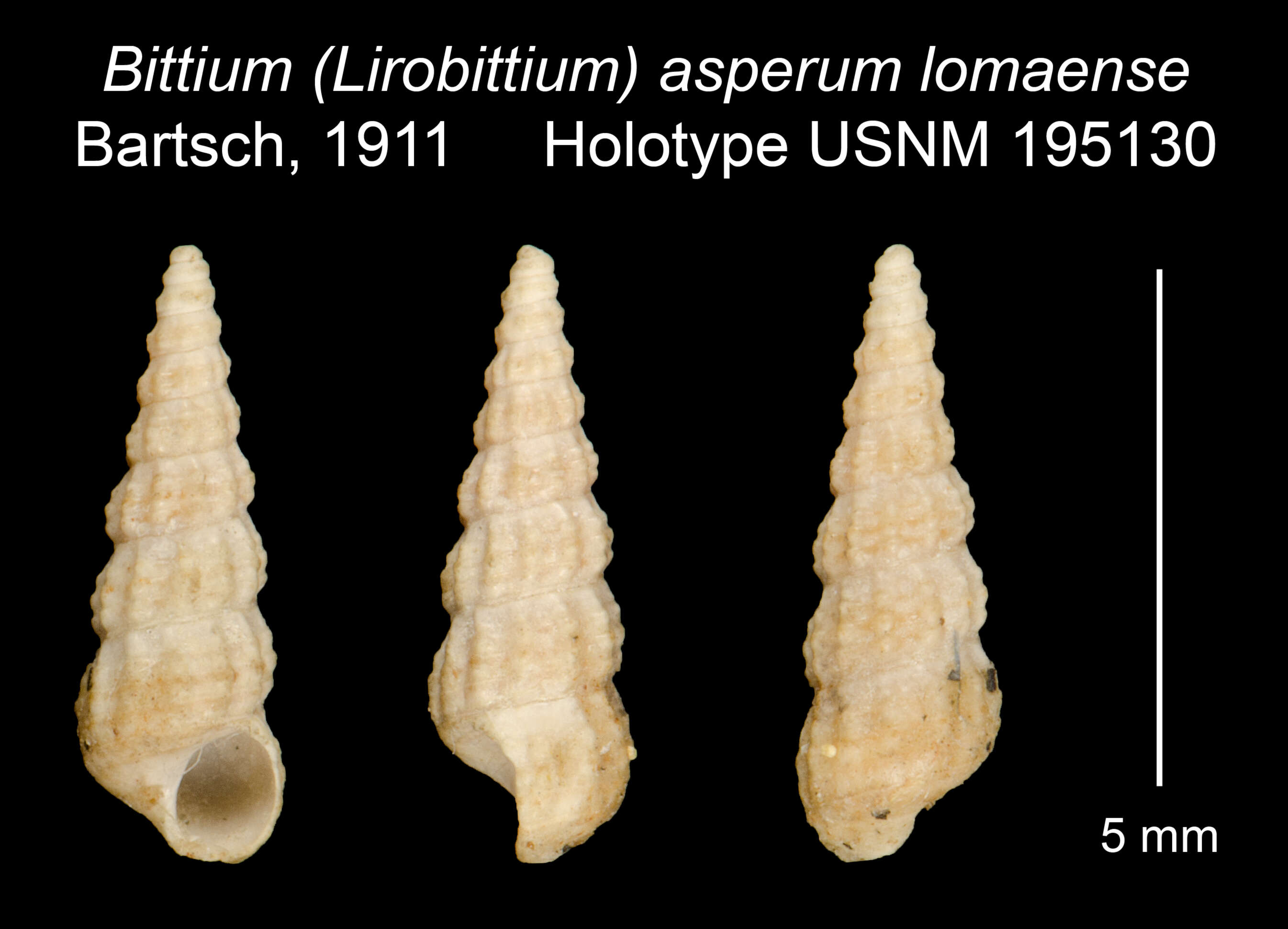 Image of Bittium asperum lomaense Bartsch 1911