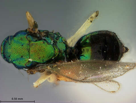 Chrysocharis albipes (Ashmead 1904)的圖片