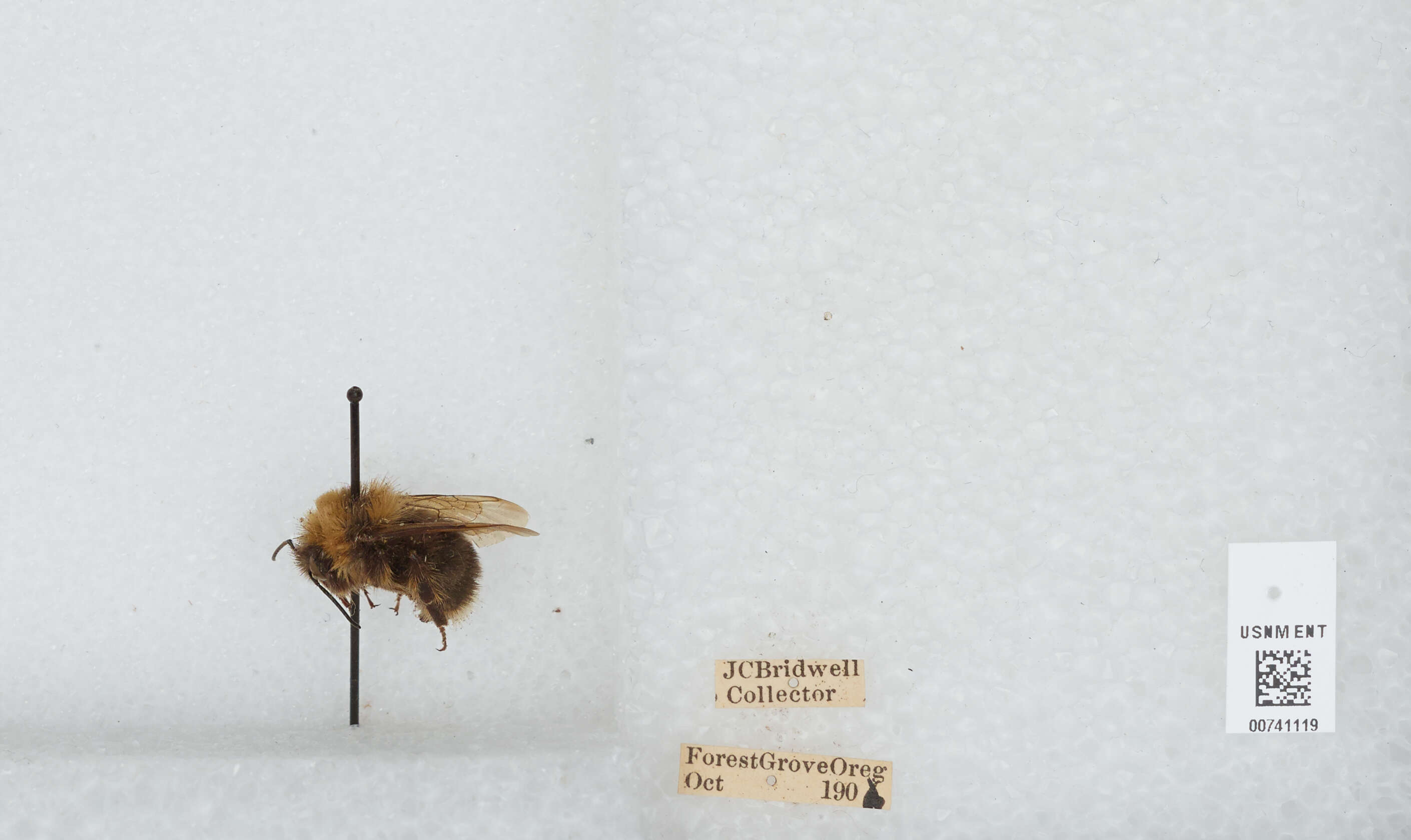 Слика од Bombus occidentalis Greene 1858