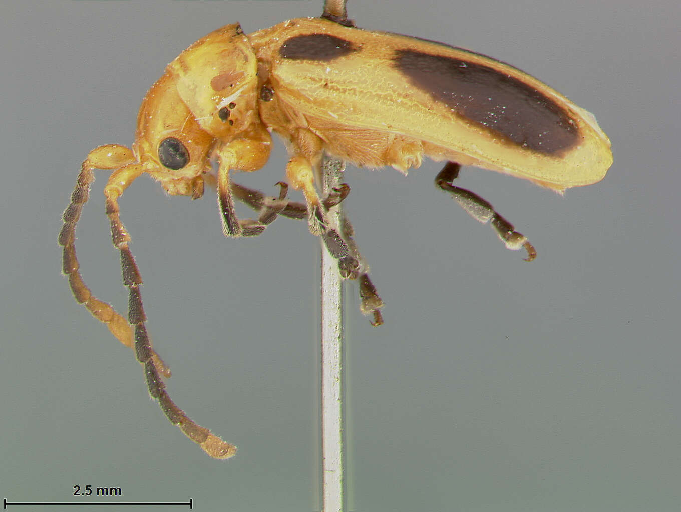 Image of Phyllobrotica sororia Horn 1896