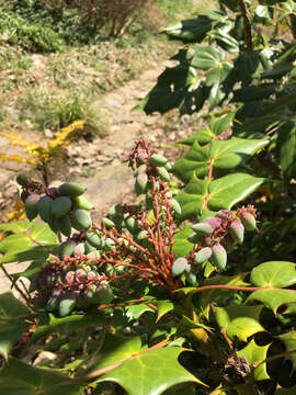 Image of Beale's barberry