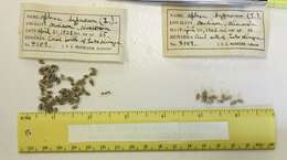 Aplexa hypnorum (Linnaeus 1758) resmi