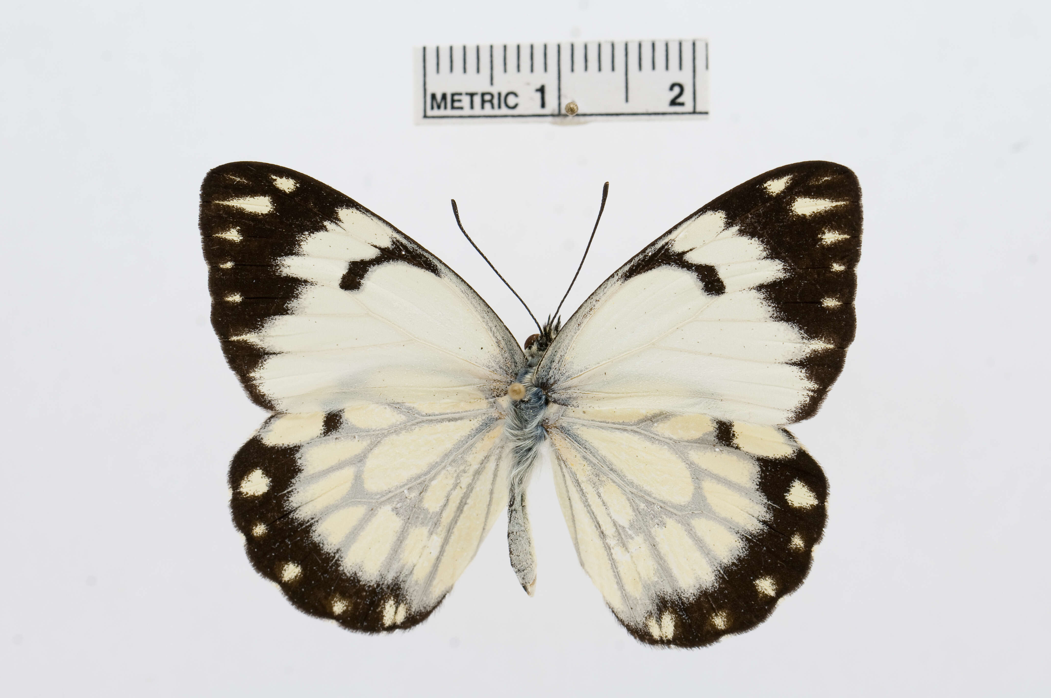 Image of Belenois creona (Cramer (1776))