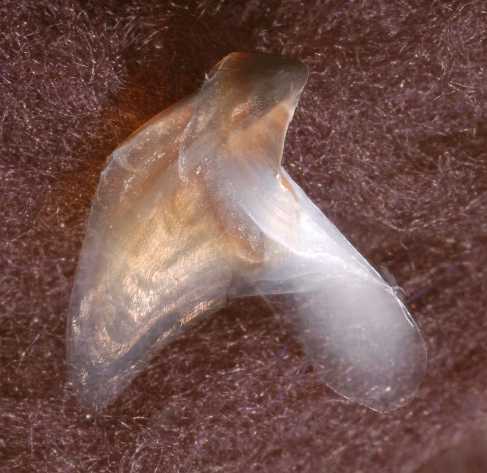 Image of pink scaled squid