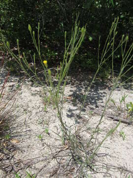 Image of narrowleaf silkgrass