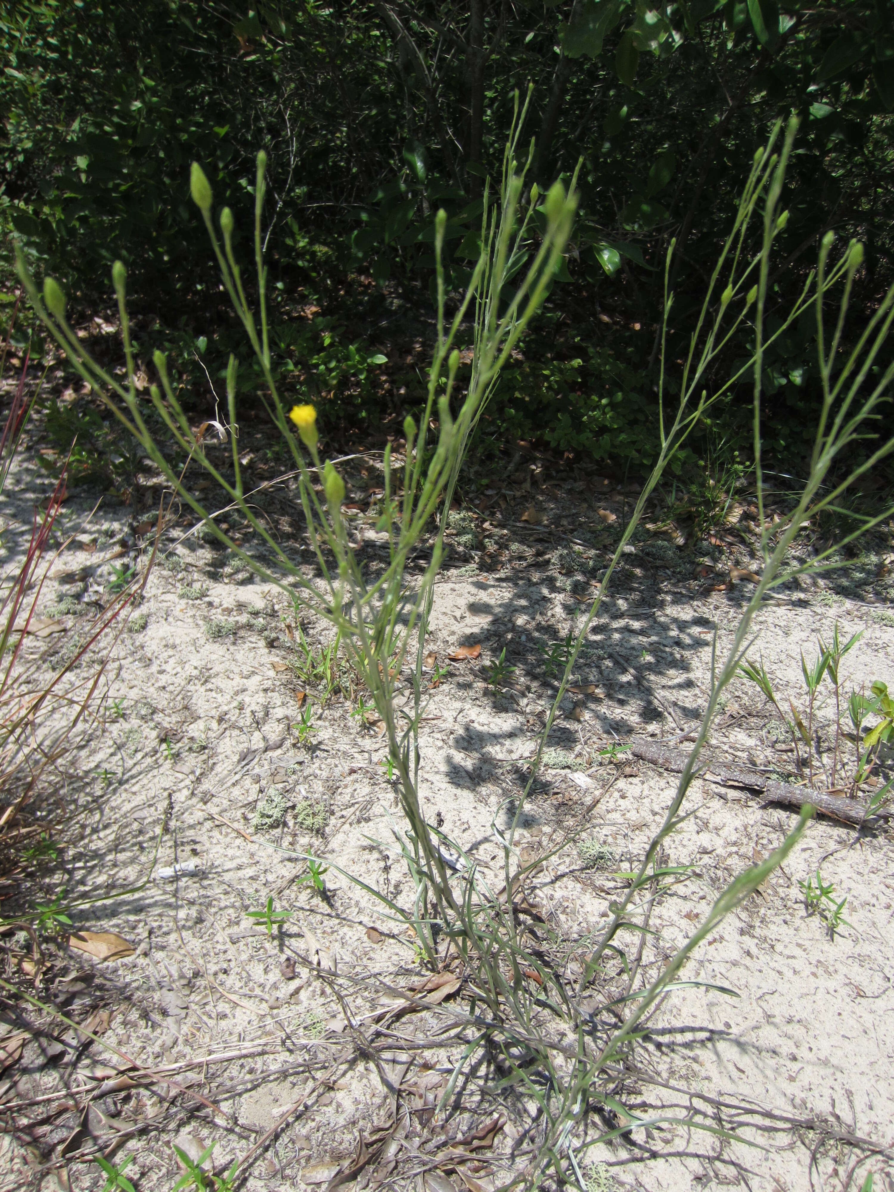 Image de Pityopsis graminifolia (Michx.) Nutt.