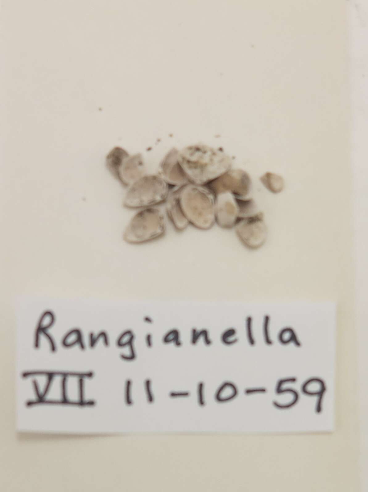 Image of Rangia Desmoulins 1832
