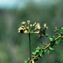 Calliandra pedicellata Benth.的圖片