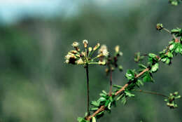 Image of Calliandra pedicellata Benth.