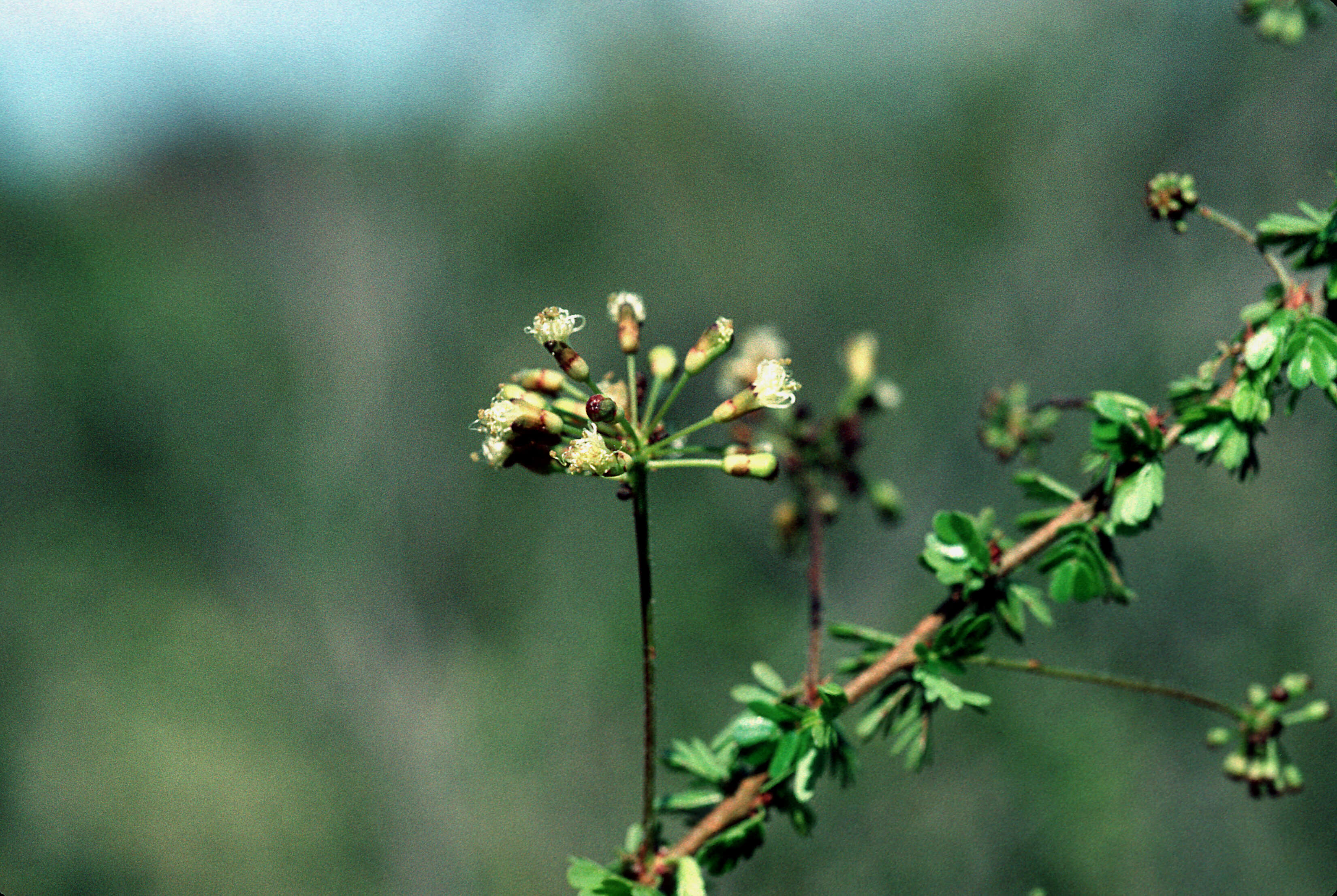 Calliandra pedicellata Benth.的圖片