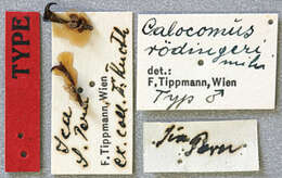 Image of Calocomus rodingeri Tippmann 1951