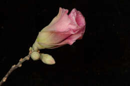 Image of Gossypium aridum (Rose & Standl.) Skovsted