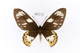 Ornithoptera meridionalis (Rothschild 1897) resmi