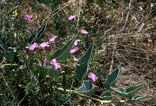 Image of Santa Fe phlox