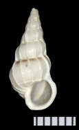 Image of Epitonioidea