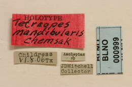 Image of Tetraopes mandibularis Chemsak 1963