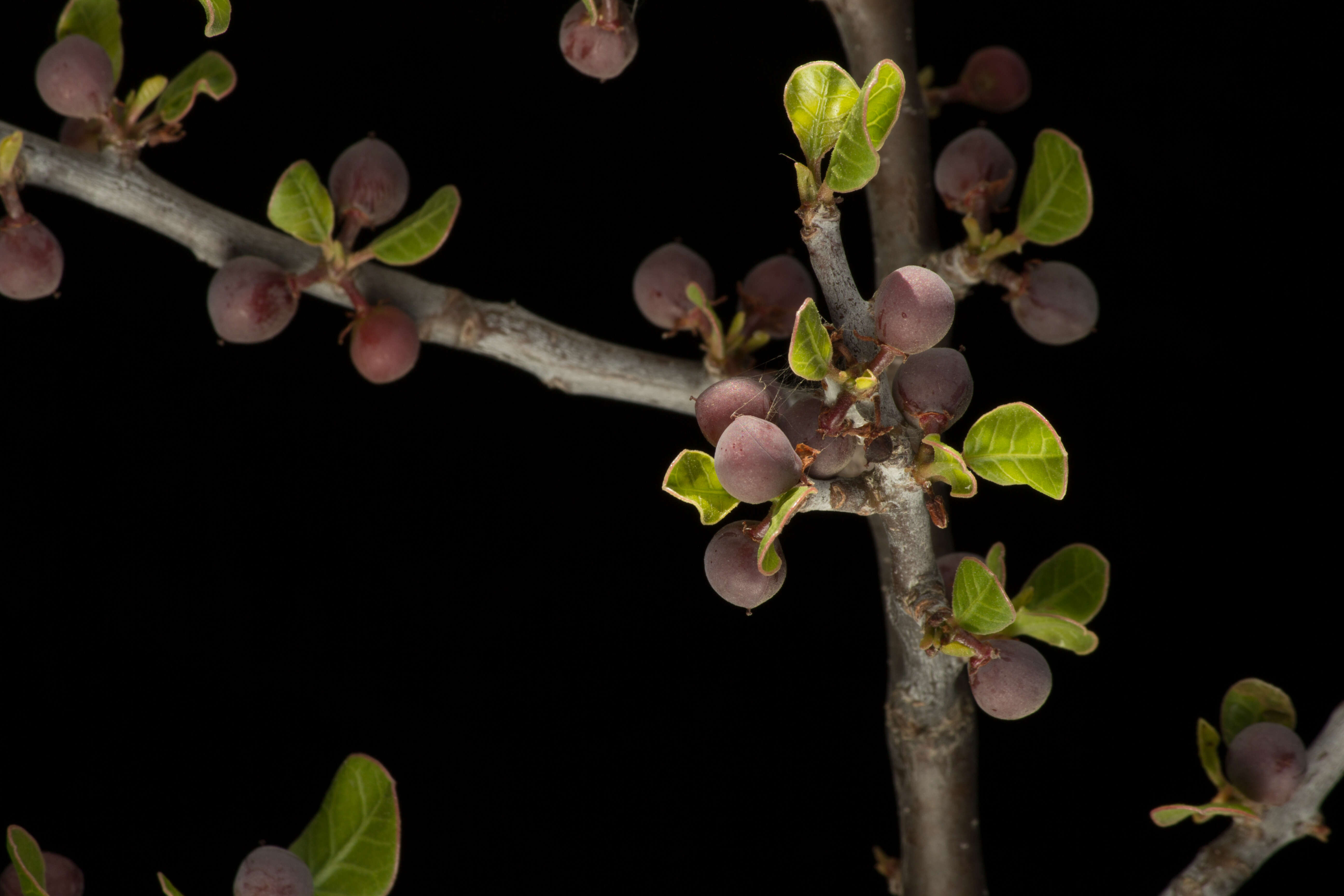 Image of Bursera schlechtendalii Engl.