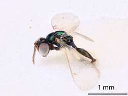 Image of Chrysocharis ignota Hansson 1987