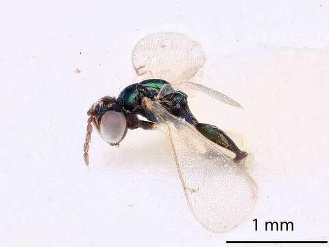 Chrysocharis ignota Hansson 1987 resmi